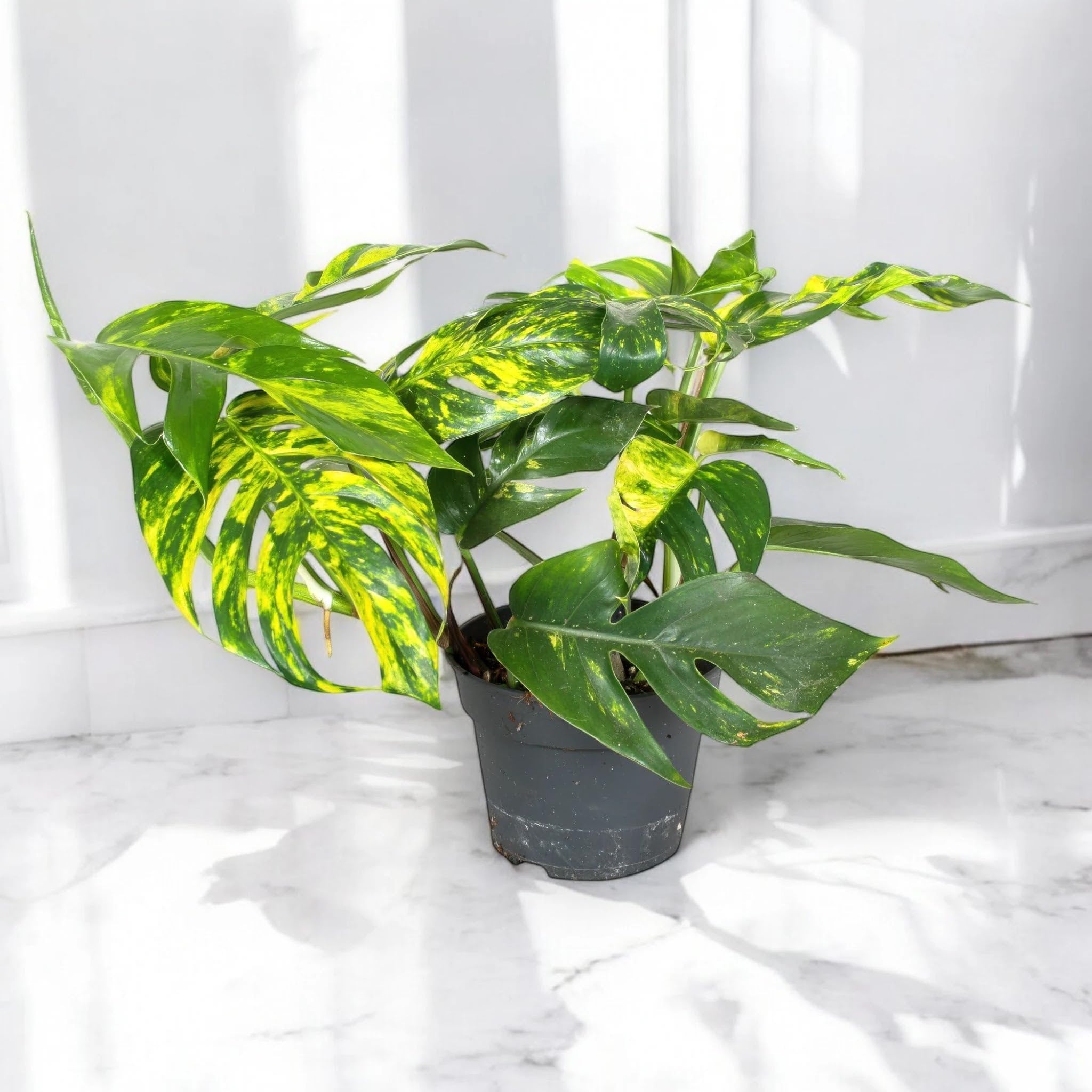 Epipremnum pinnatum 'Cintho goldfinger' Pianta da Interno Ornamentale, Colore Verde, Vaso 17 cm, 1 Pezzo