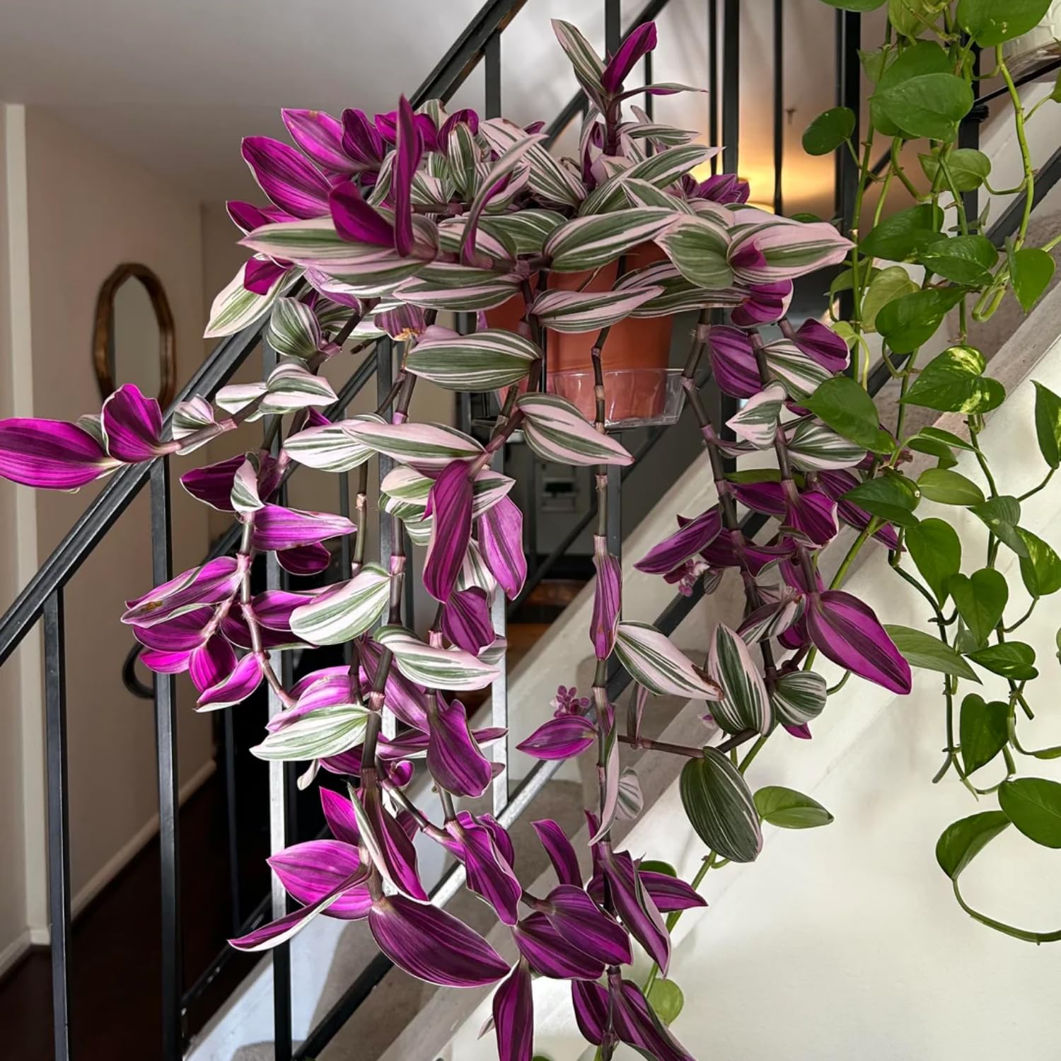 indoor wandering jew plant Inch Plant in Porcelain Pot 9