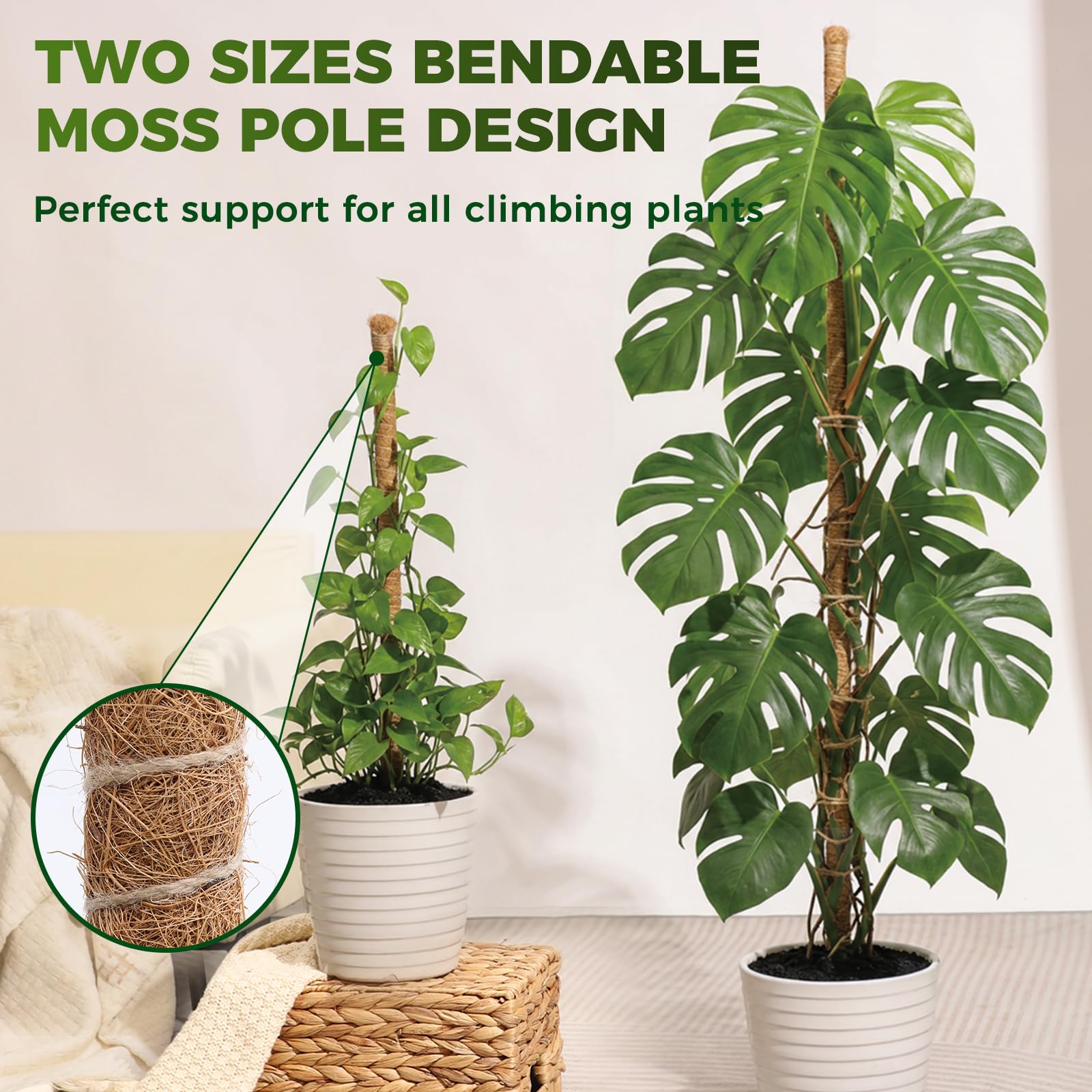 cylinder snake plant Cylindrical Snake Plant  Green Acres Nursery & Supply