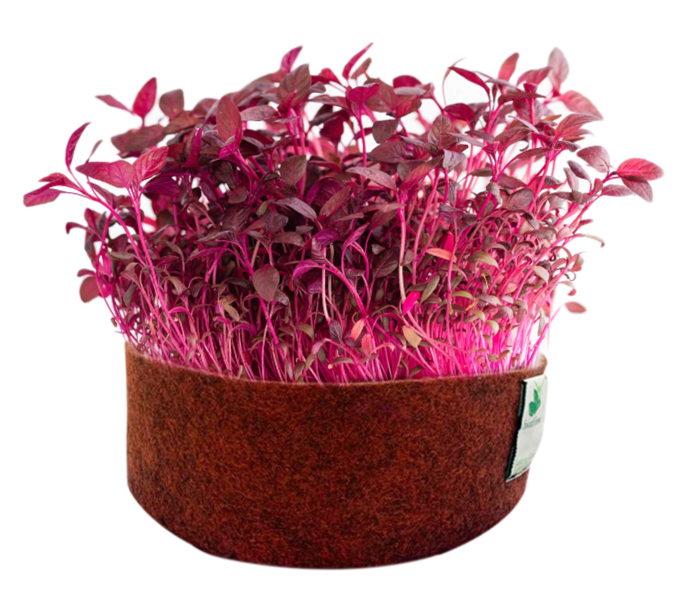Sow and Grow Red Amaranth/Lal Saag Microgreen Seeds- 150G | Best Germination Rate | Grow Your Own Super Salad (B08Y944ZBK) Amazon Price History, Amazon Price Tracker