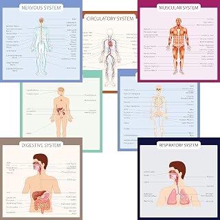 Human Body Systems Educational Posters - Circulatory Skeleton Endocrine Muscular Nervous Digestive Respiratory - Wall Art for Home Office Classroom Decor - Set of 7-24X24 inches