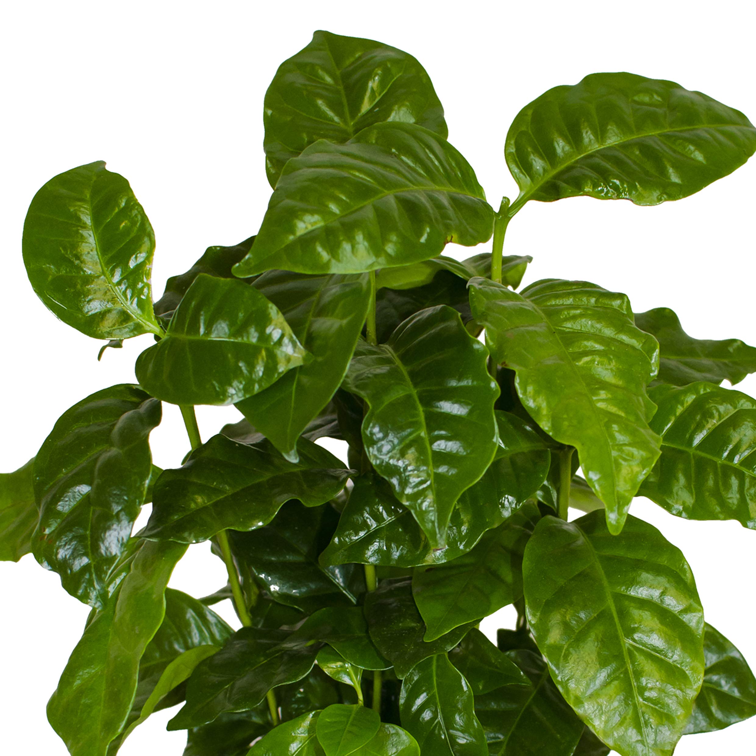 3 USINE Coffea Arabica en OFFRE, ca 30 cm kaffeepflanze,café même anbauen, pour buveurs de café et kaffeeliebhaber, facile à entretenir - Ainsi Super convient comme cadeau ou plaisir bureau à accueil,