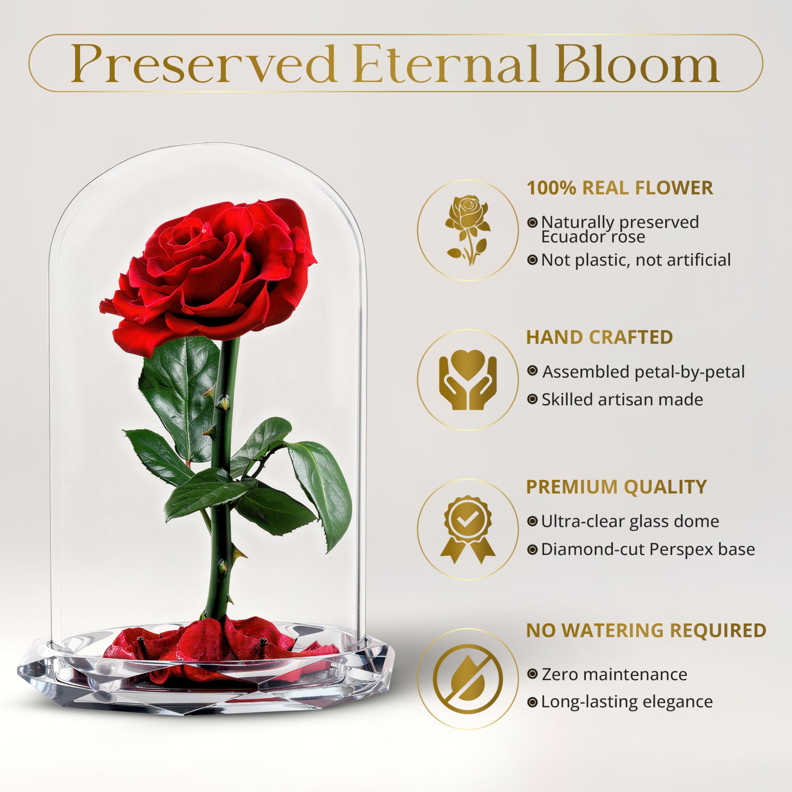INTIGNIS Vera Rosa Conservata in Cupola di Vetro, Rosa Stabilizzata 25 cm con Fiore 8 cm, Durata Fino a 5 Anni, Base Decorativa, Idea Regalo Elegante per Lei, (Rossa)
