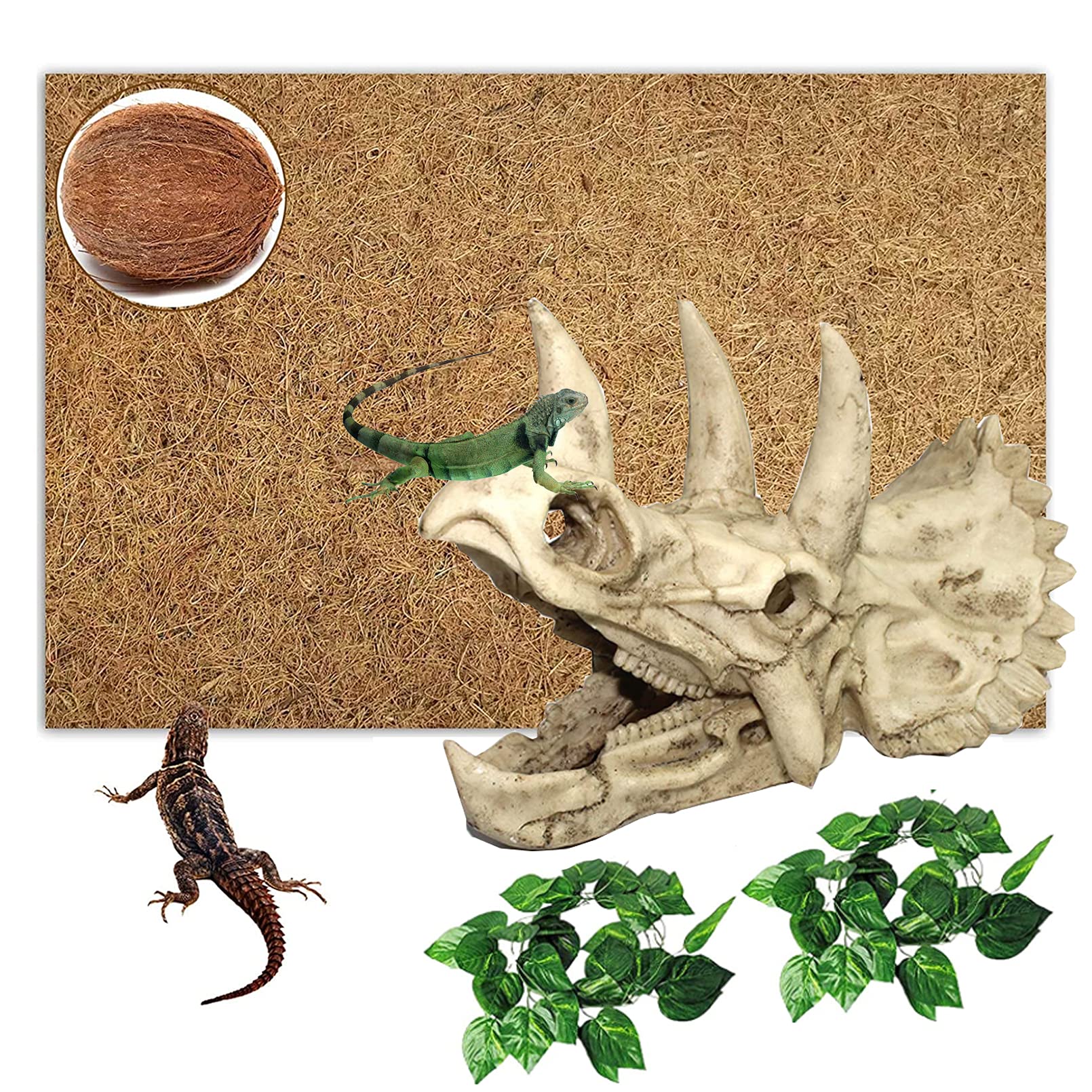 dragons den reptile shop