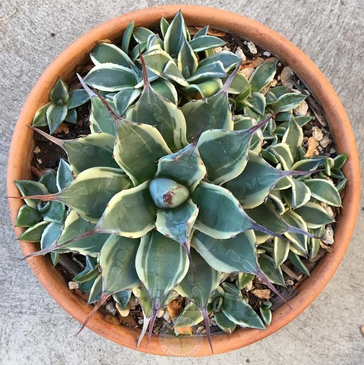 purple agave 'Purple People Eater' Mangave