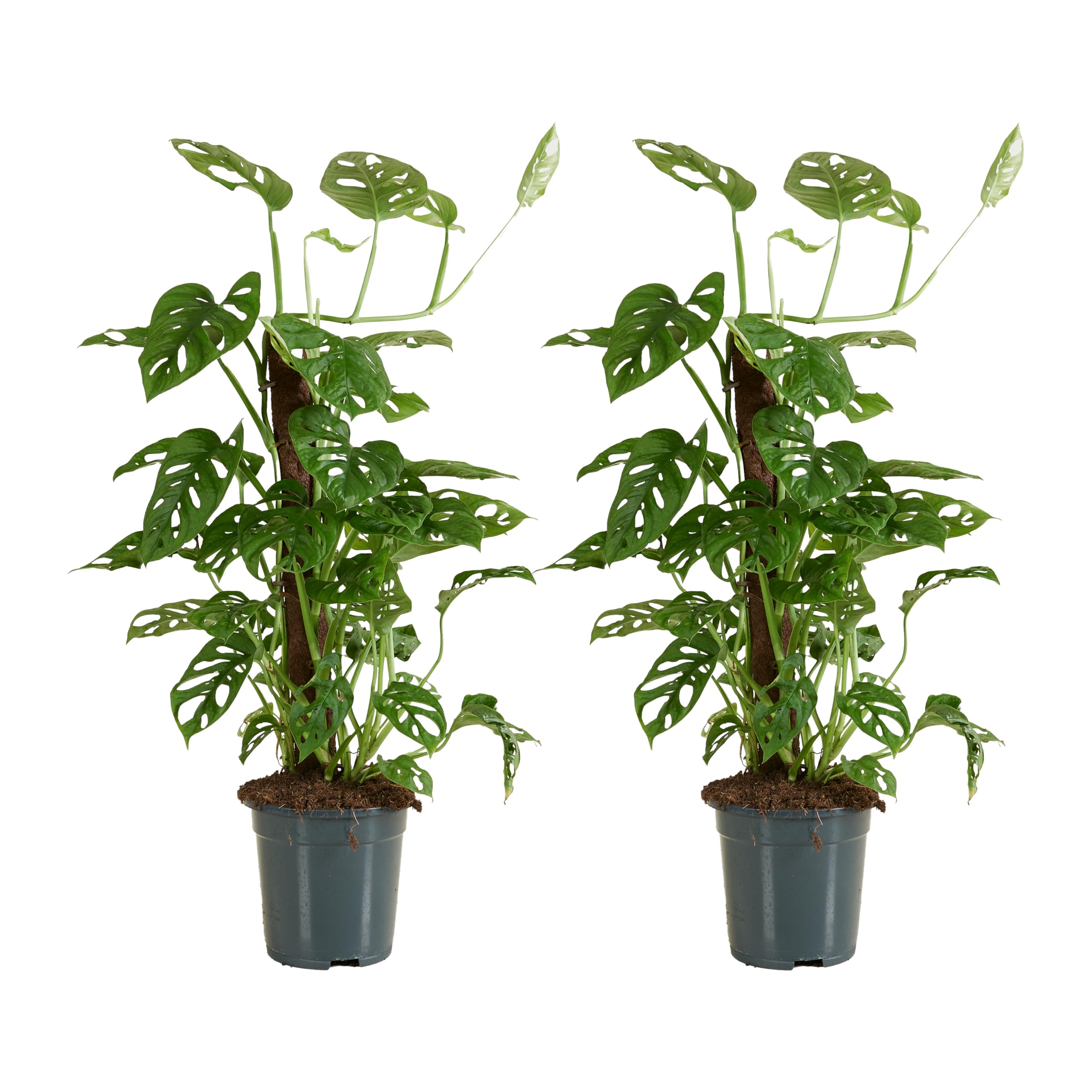 Bloomique - Set de 2 - Monstera adansonii con tutor de musgo - Monkey Leaf  - Planta de interior - Purificadora - Fcil cuidado - 70-80 cm - Maceta 17  ...