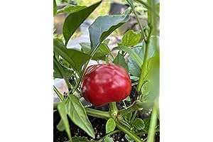 Cherry Round Calabrian Italian Picante Calabrese Spicy Pepper of Calabria Premium Seed Packet
