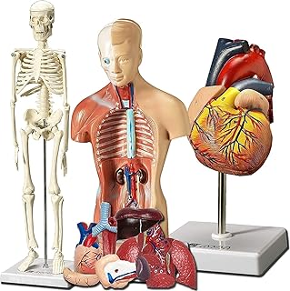 Study Model Educational Model Human Heart Torso and Skeleton Models,Best Set of 3 Handson 3D Model Study Tools for Anatomy and Physiology Students with Anatomical Guide by Physicians,Medical Models