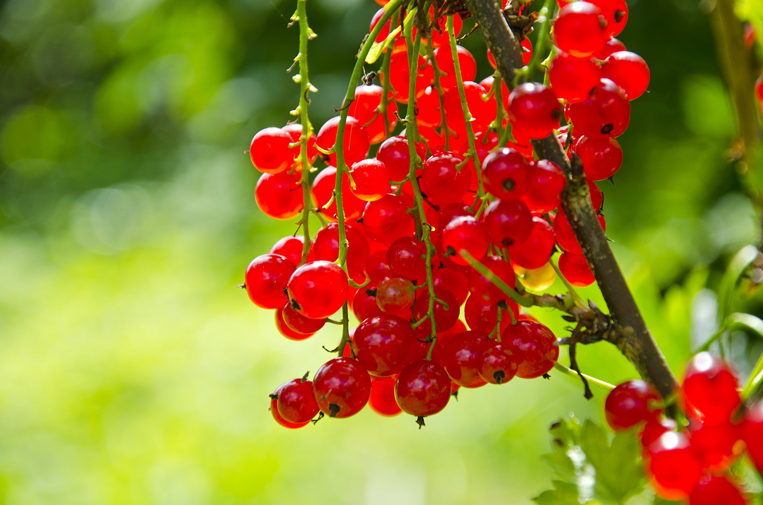 Cassis rouge - Ribes rubrum - Différentes tailles (60-80 cm - 2 l