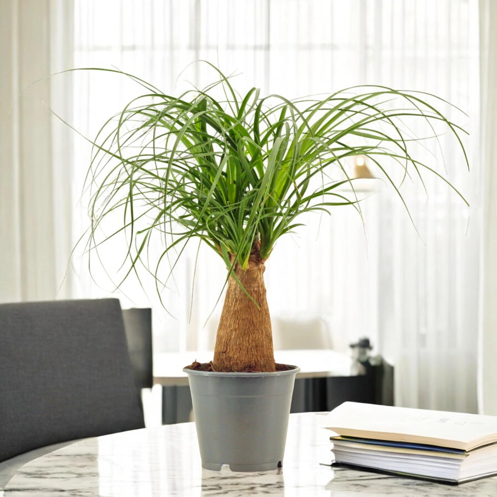 Beaucarnea Recurvata Mangiafumo, Pianta Ornamentale da Interno, Verde, 120 cm, Vaso 27, 1 Pezzo