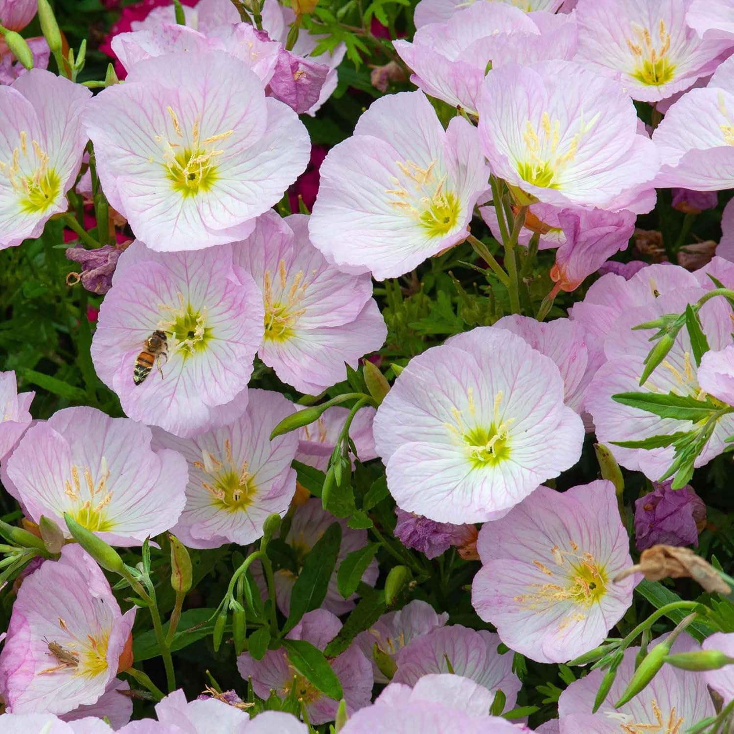 Eden Brothers Pale Evening Primrose Seeds