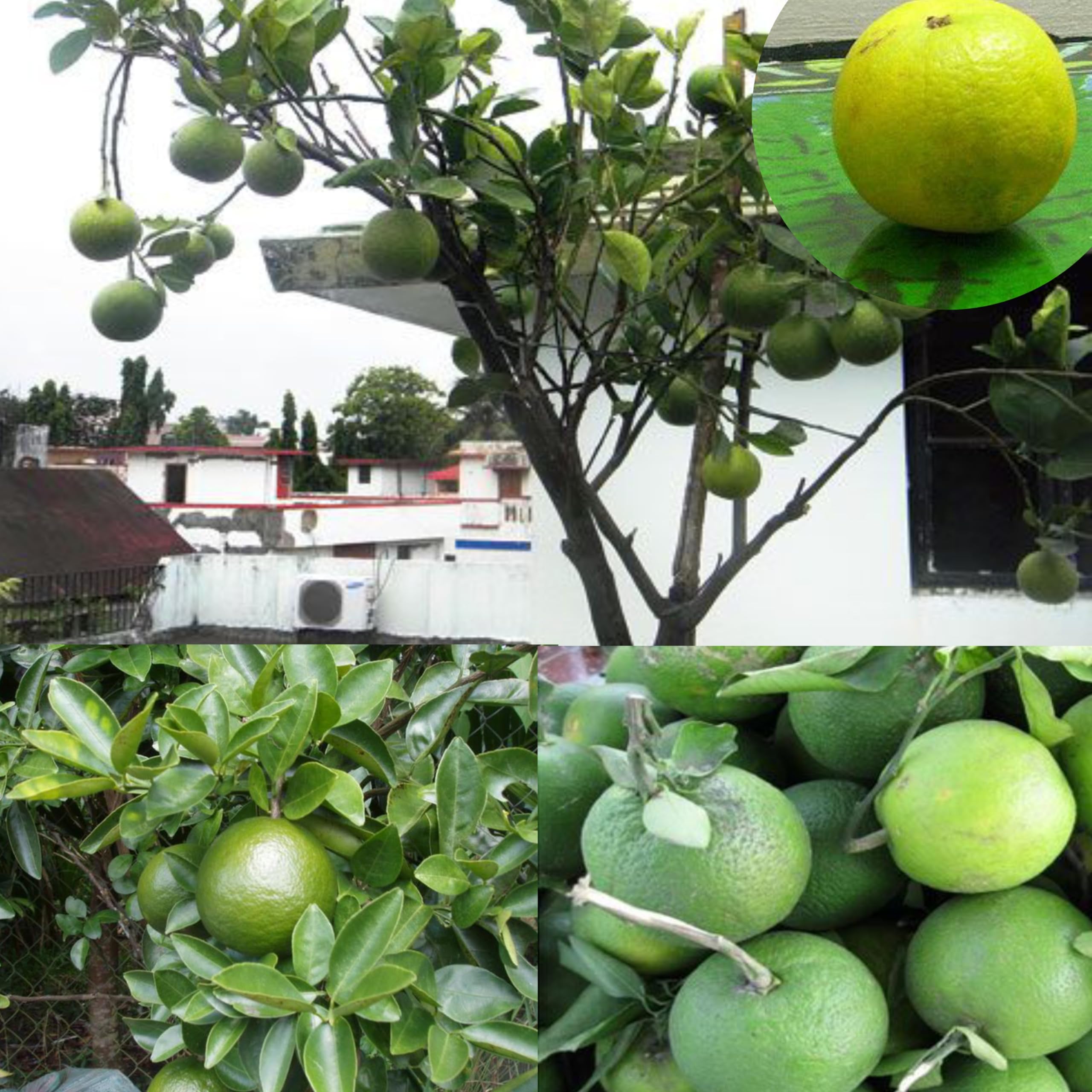 All Time Egg Fruit Plant - Live Grafted Tree -17