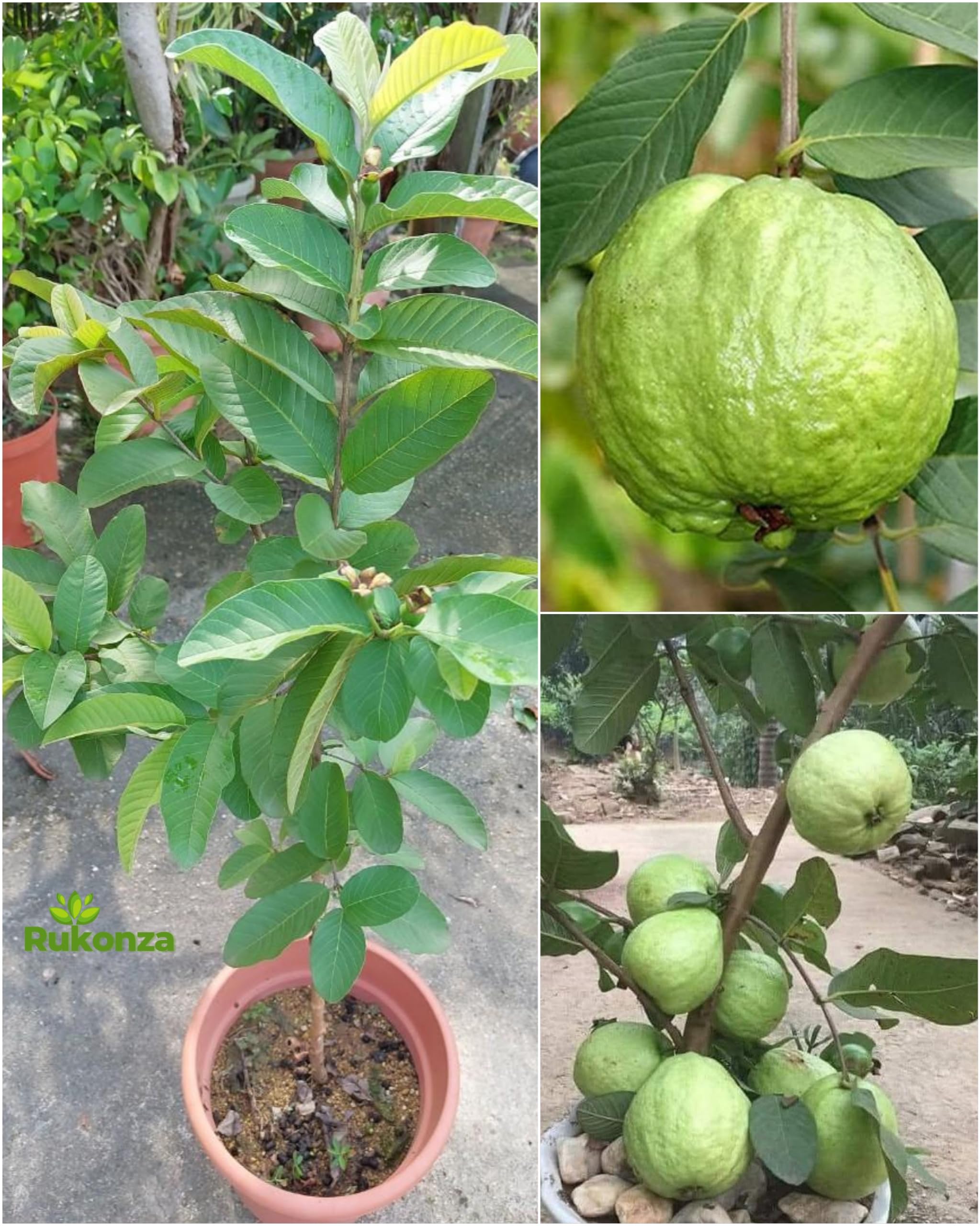 Rukonza Thai 7 Guava Grafted Plant - Rad Seedless Variety all Season Amrud Fruit Tree Height 2 Feet, Pack of 1 Plant (B0D8JJC6W3) Amazon Price History, Amazon Price Tracker