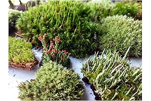 Enchanted Realm: Fairy Garden Moss and Lichen