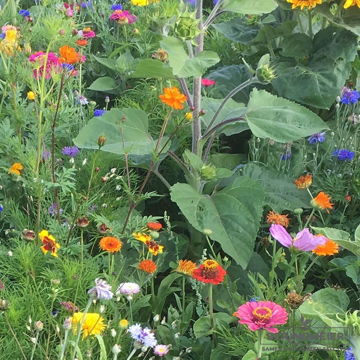Blumenwiese einjährige Blumenmischung Blühende Hecke (250 Gramm)