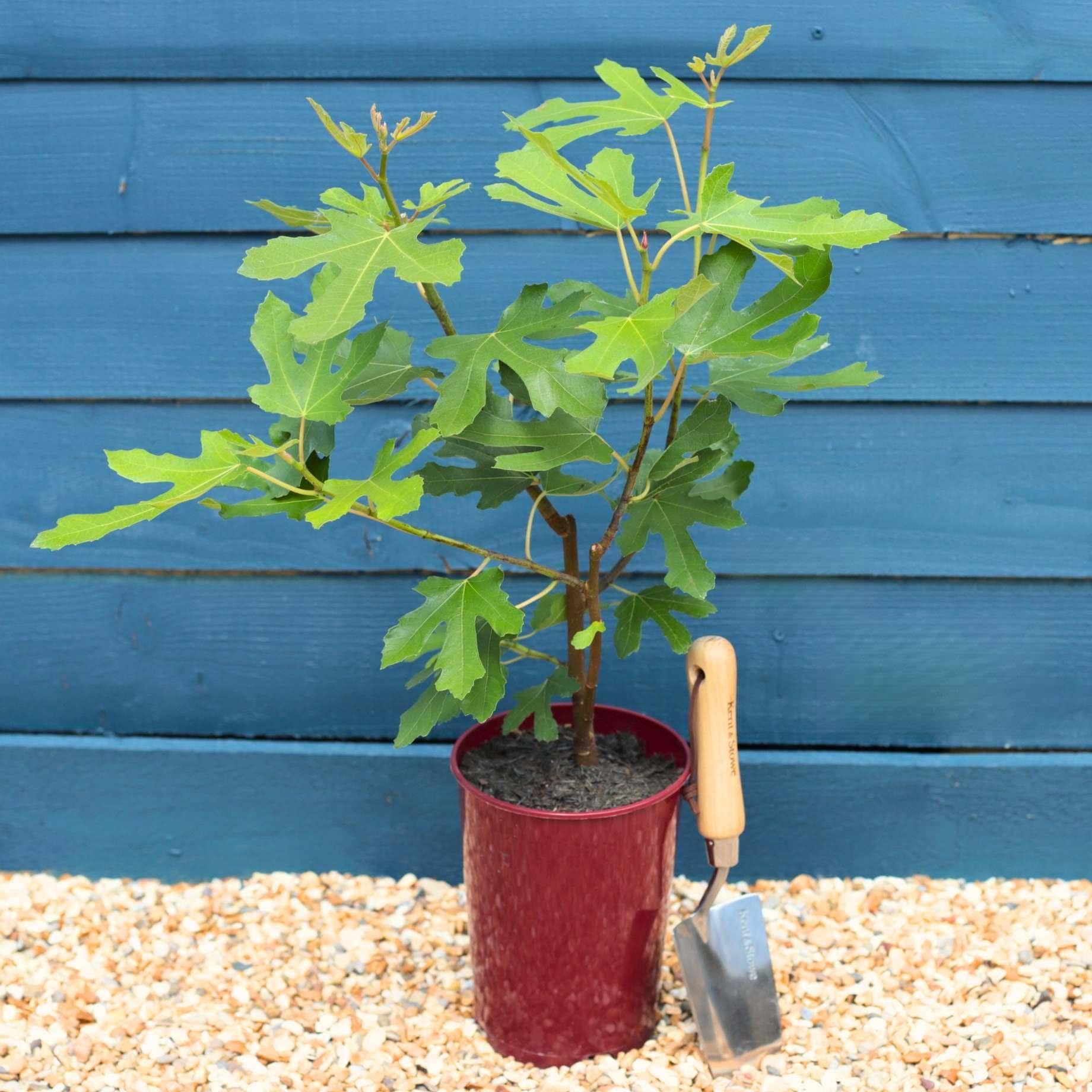 Roots Plants 'Madeleine Des Deux Saisons' Fig Tree | Extremely Hardy & Reliable Fruiting Variety | Sweet, Juicy French Dessert Figs | 3L Pot | Garden or Patio Ready