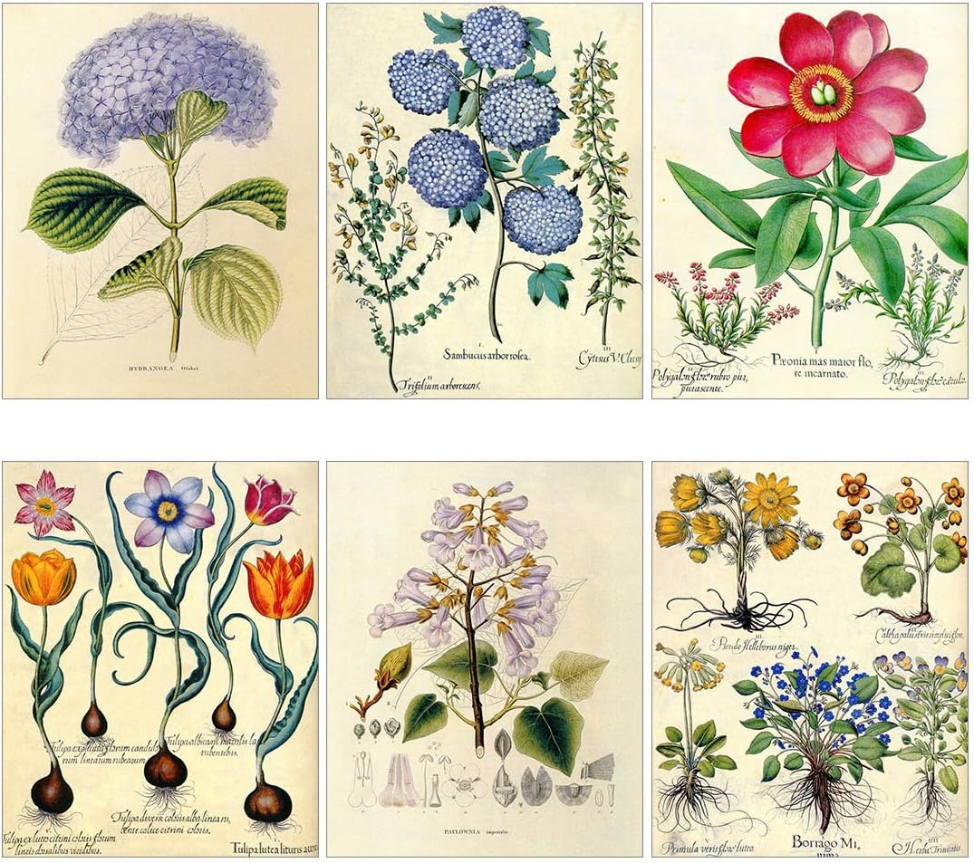 Meishe Art Poster Print Vintage Blooming Flowers Botanical Floral Plant Illustration Hydrangea Tulip Home Wall Decor Set of 6pcs