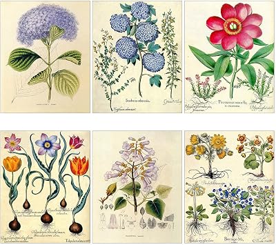 Meishe Art Poster Print Vintage Blooming Flowers Botanical Floral Plant Illustration Hydrangea Tulip Home Wall Decor Set of 6pcs