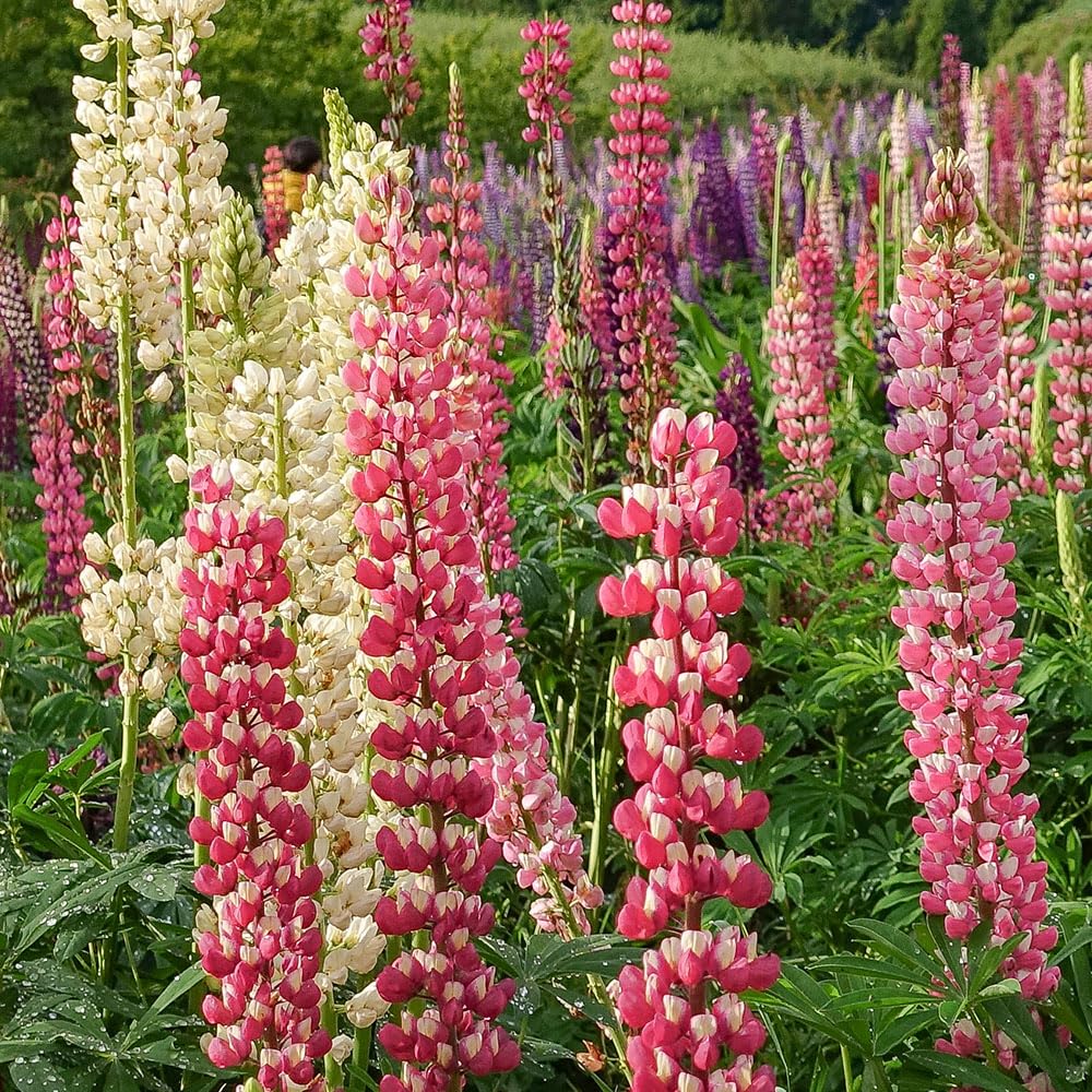 Lupin Russell Mix Seeds β Dramatic Spires of Colour, Year After Year β Hardy Perennial β for Your Beautiful Garden