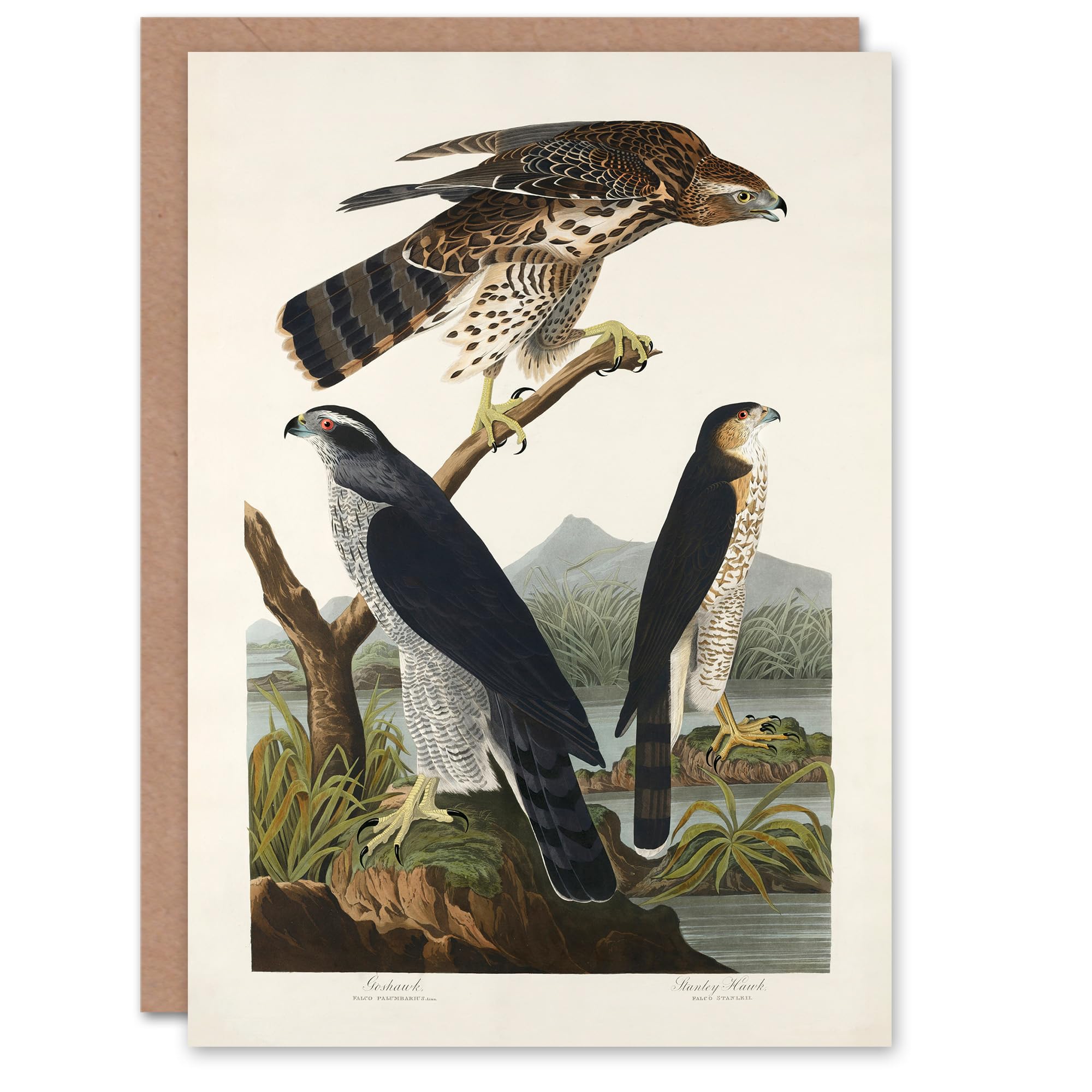 Artery8 John James Audubon Art Card Goshawk and Stanley Hawk