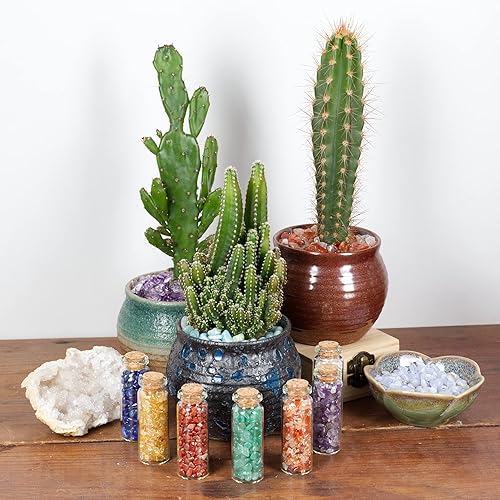 Cherry Tree Collection 1/2 Pound Polished Tumbled Gemstone Chips, Pebbles, Crystal Chips Bulk for Jewelry Making, Healing, Plants, Succulents, Aquariums, Decoration, Chakra (Quartz)(Black Tourmaline)