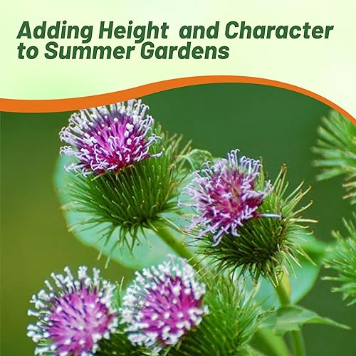 Miniatura 6 de Outsidepride Bardock Arctium Lappa - Planta nutritiva de verduras y hierbas - 1000 semillas