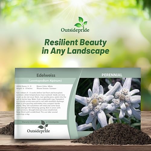 Miniatura 4 de Outsidepride 10000 semillas perenne Leontopodium Edelweiss semilla de cubierta de tierra para plantar