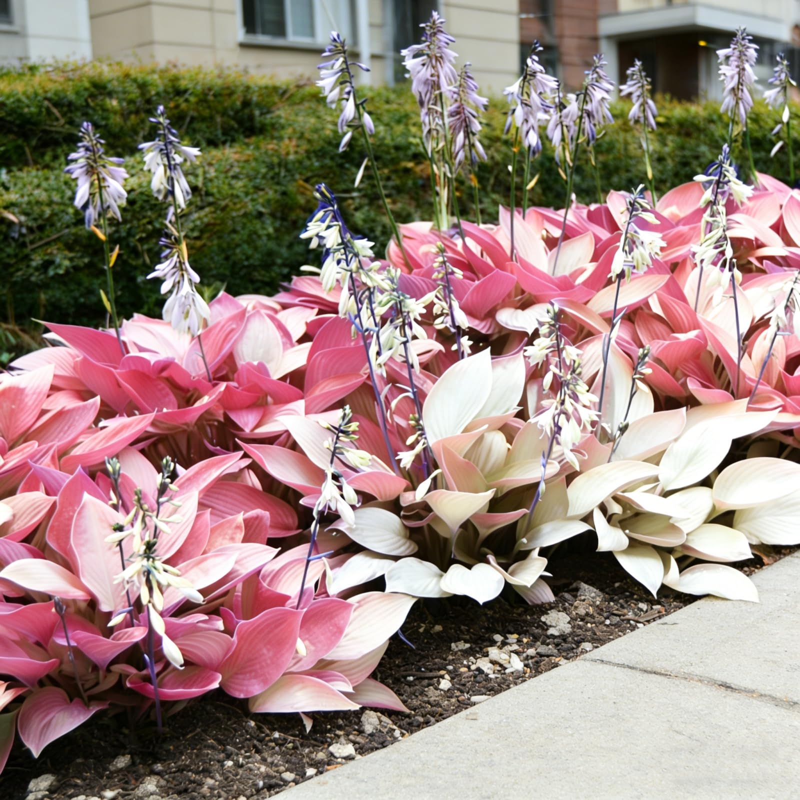 Hardy Perennial Hosta Bulbs - for Garden Decoration, Professional Planting,Simple to Grow, Outdoor Garden Displays-15 Bulbs-A