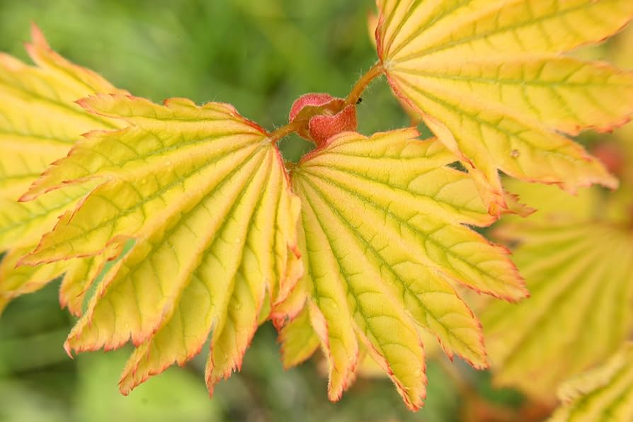 Amazon.com : Sunglow Oregon Vine Maple - 2 Year Live Plant