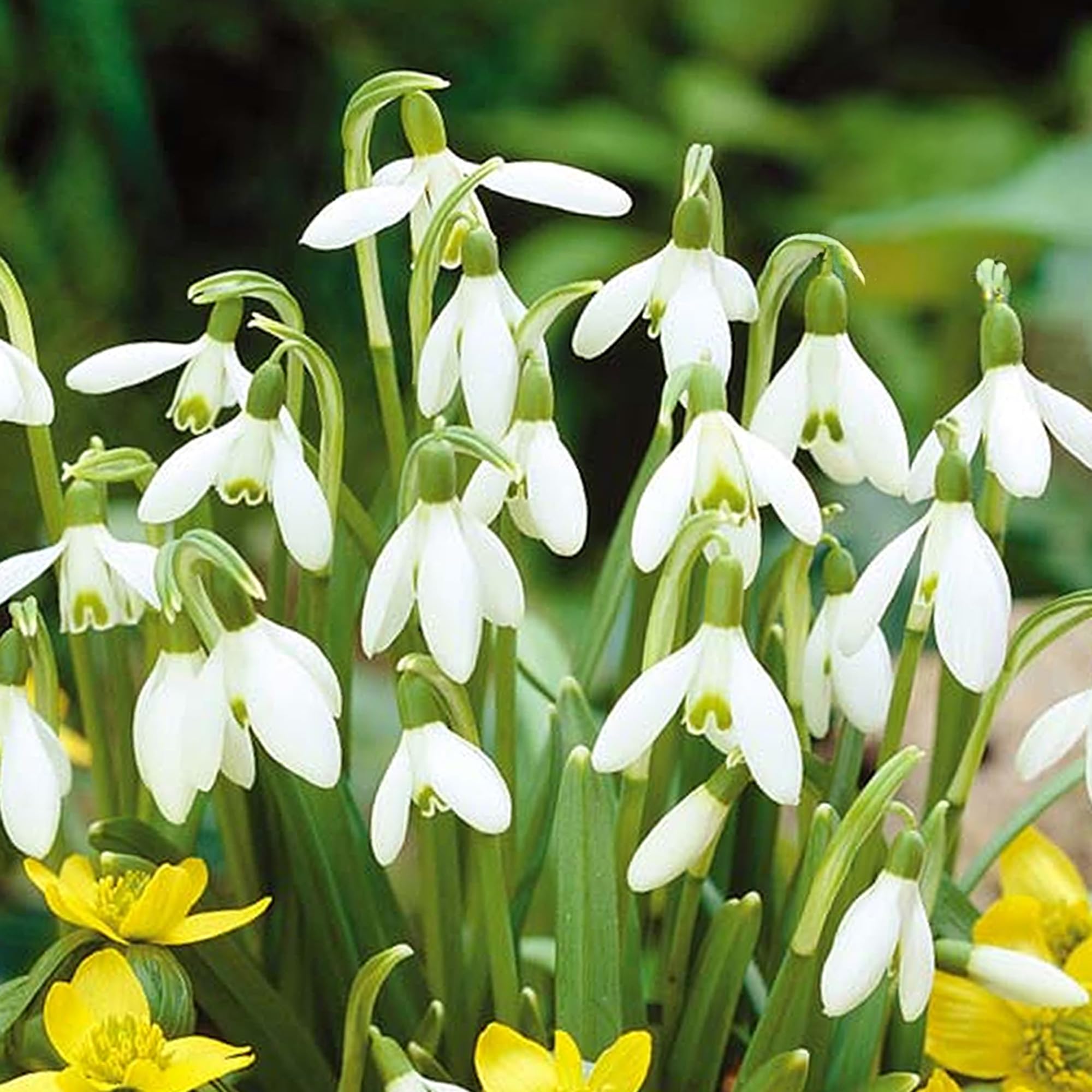 GardenersDream 5 x Snowdrop Bulbs - Galanthus Nivalis White Spring Flowering - Colourful Outdoor Plants for Gardens, Beds, and Containers - Easy to Grow Beautiful Garden Bulbs