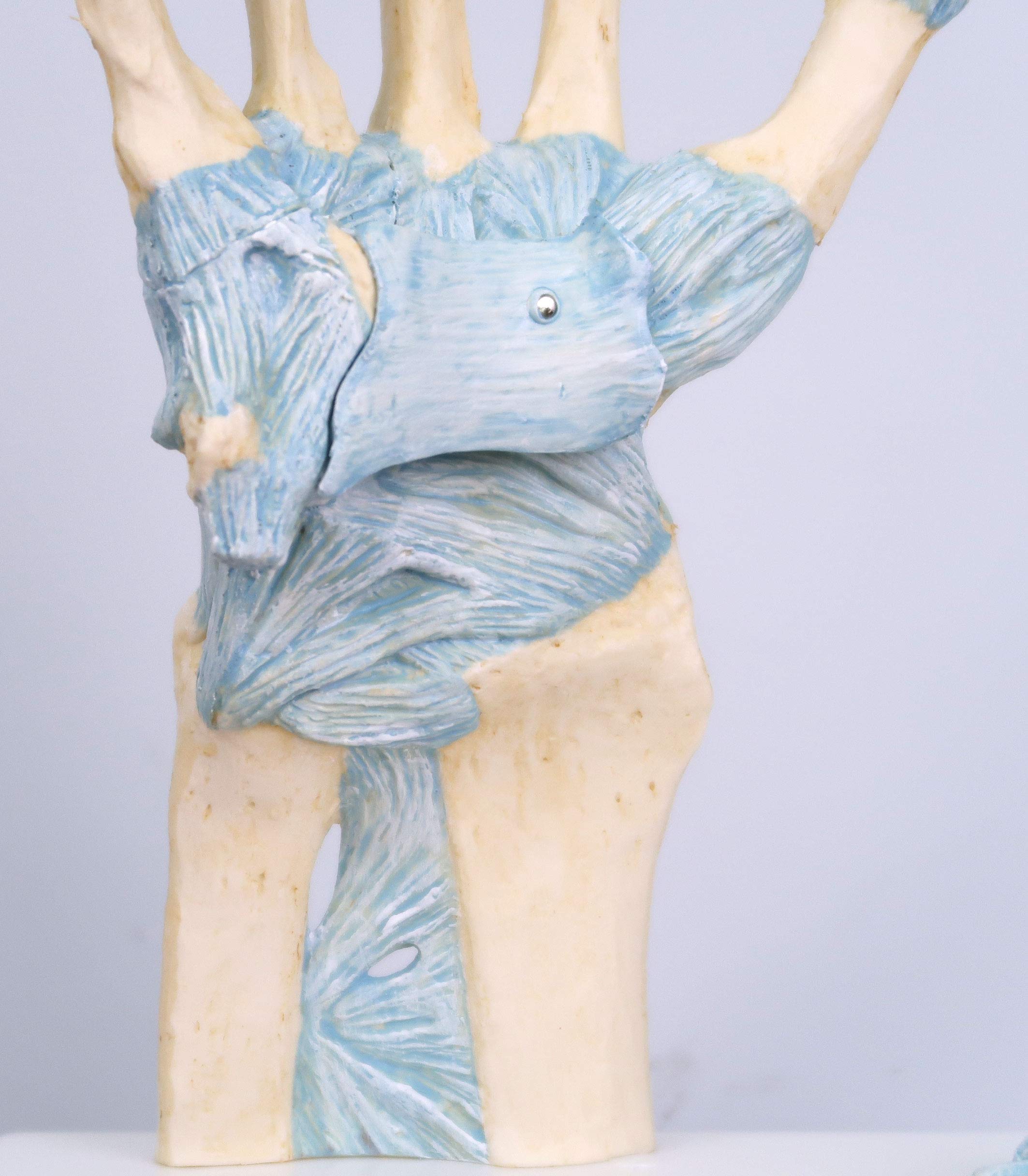 3B Scientific M33 Modelo de anatomía humana Modelo del Esqueleto de la Mano Con Ligamentos y Túnel Carpi + App de anatomía gratuita - 3B Smart Anatomy