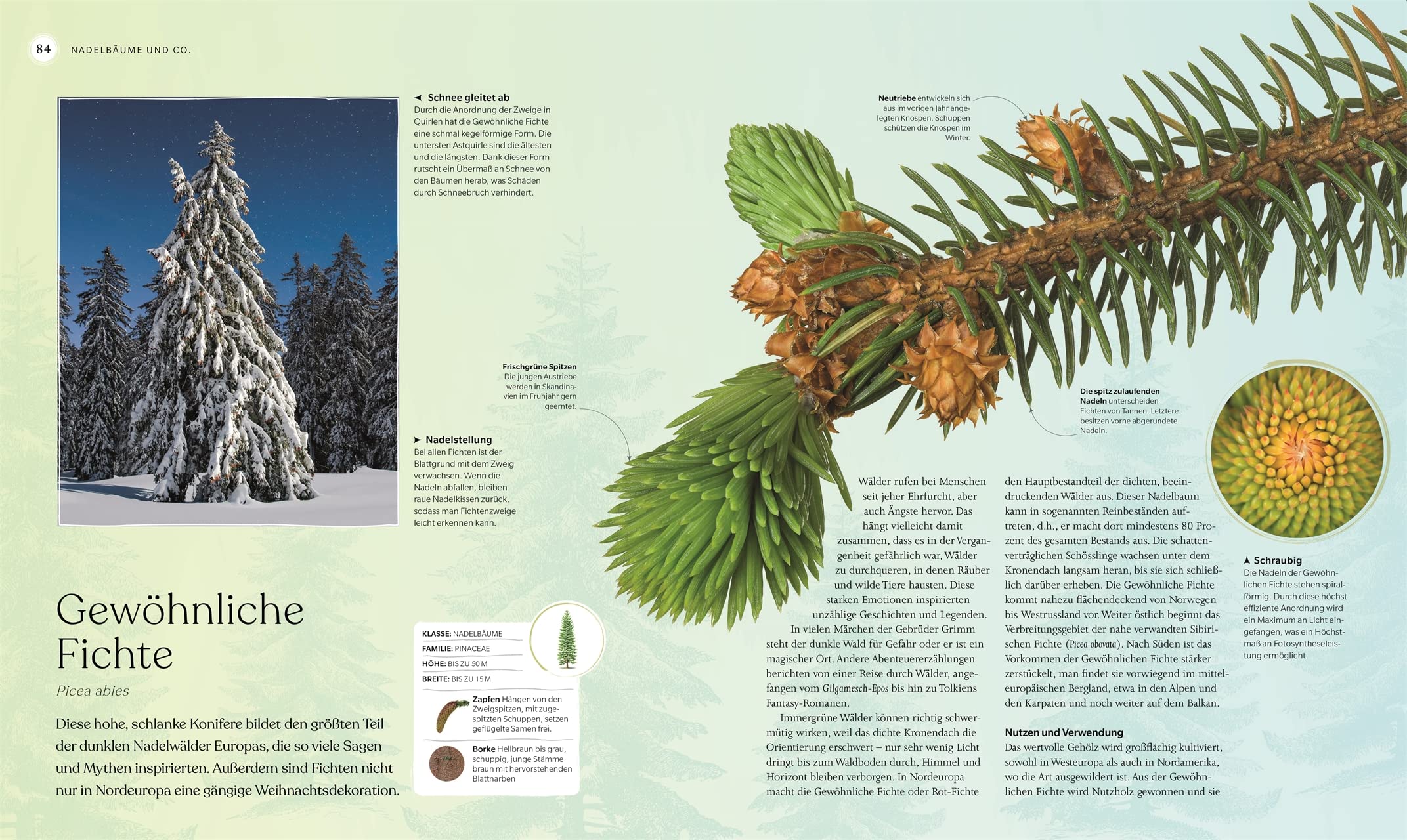 Bäume - Eine Natur- und Kulturgeschichte (DK Faszinierende Welt)
