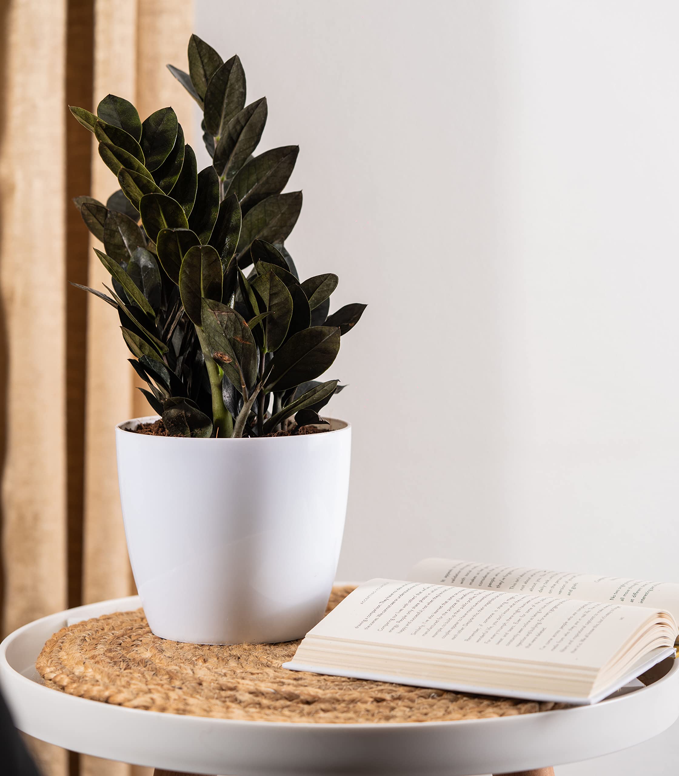Nurturing Green® Indoor Live Black ZZ Plant In Glossy White Plastic Pot (Zamioculas Zamiifolia Black Raven)