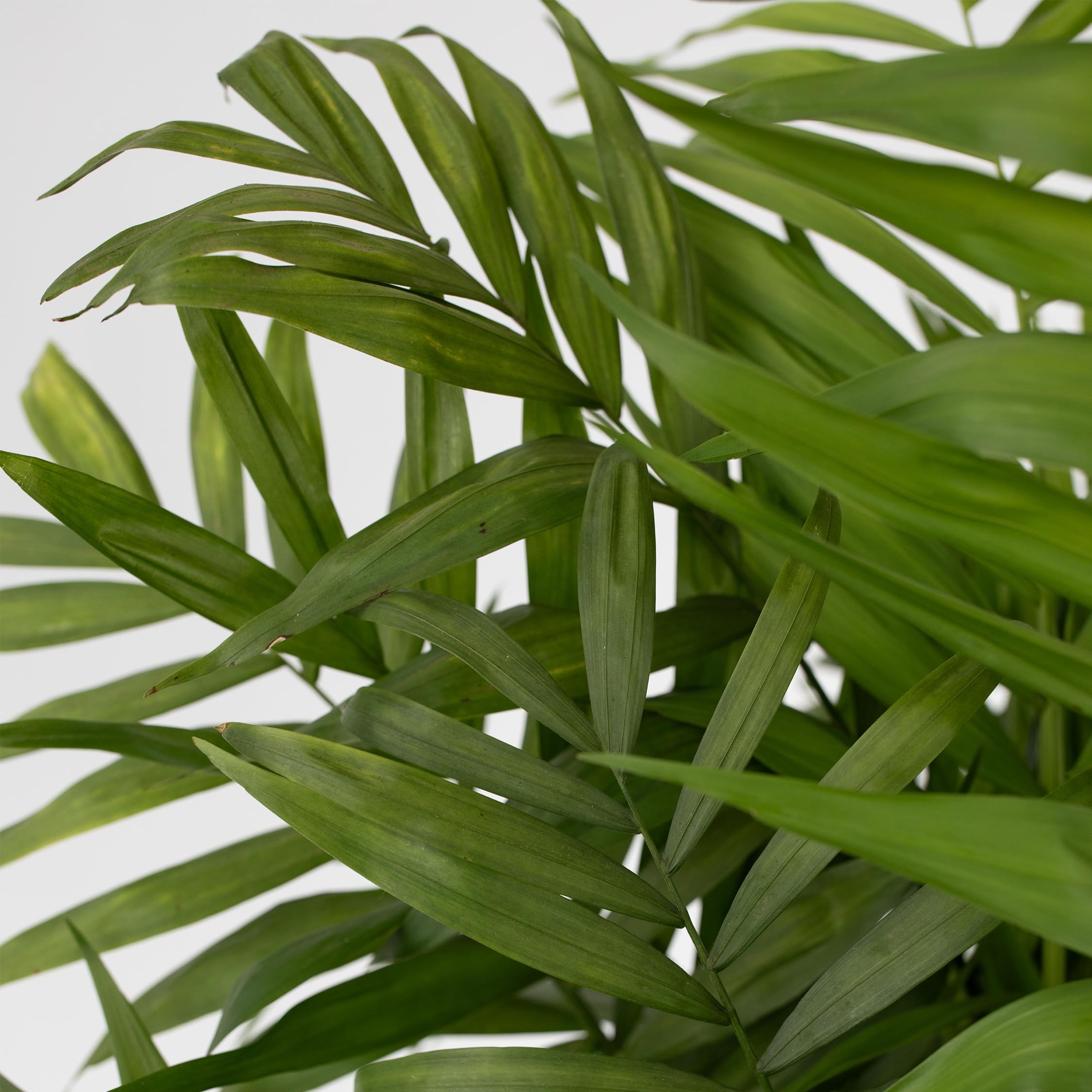 Plant in a Box - Chamaedorea elegans - Palma de montaña - Planta de interior real - Maceta de 20cm - Altura de 80-90cm