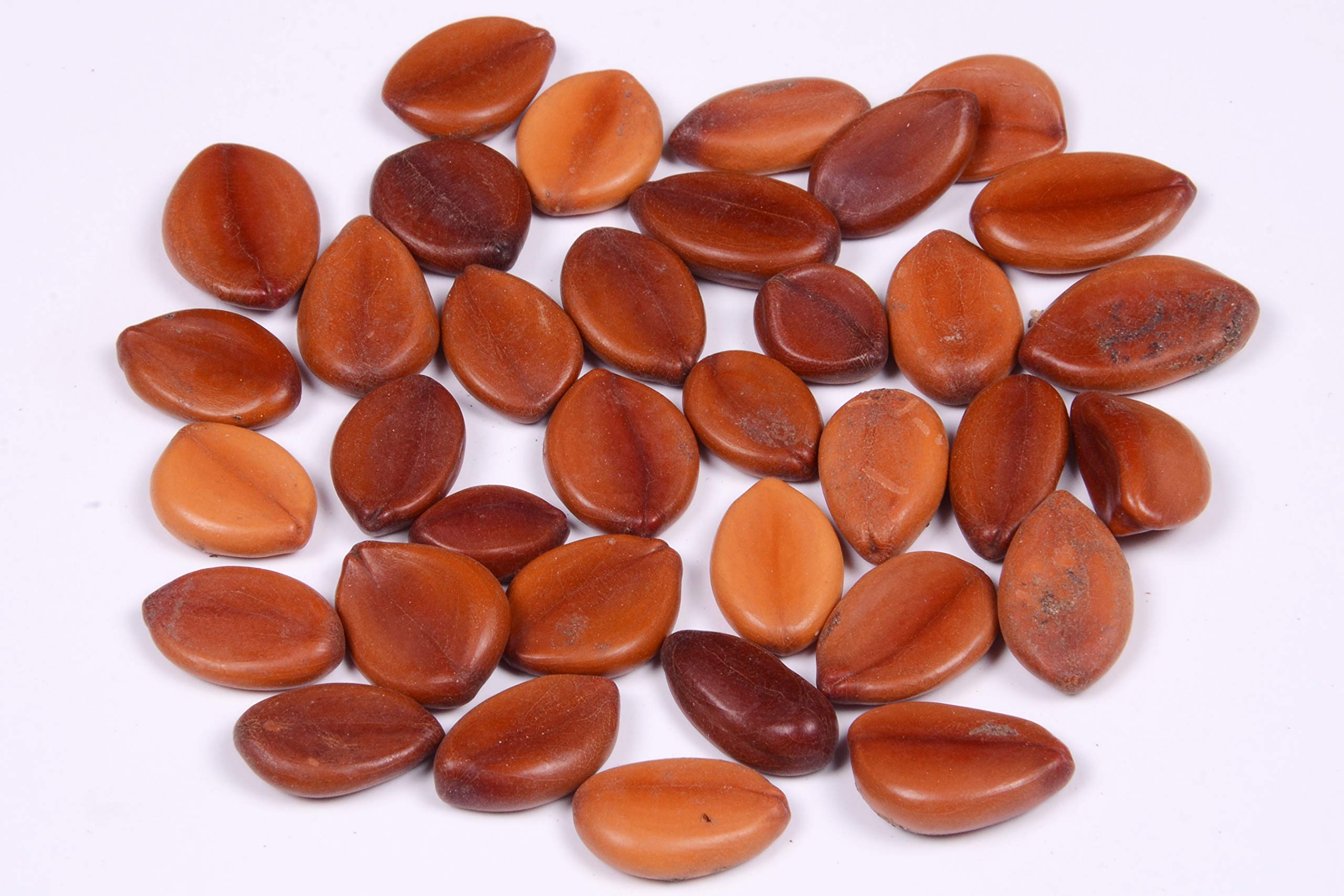 RK Seeds - Cassia javanica seeds - Pink shower tree seeds - rainbow shower tree seeds – Ornamental flower seeds - Java cassia, apple blossom tree – 100 gm (B07PV4Y175) Amazon Price History, Amazon Price Tracker
