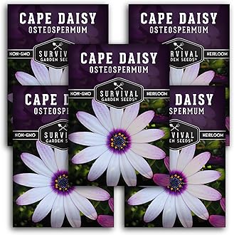 Cape Daisy Seeds for Planting - Grow White & Purple Osteospermum Daisy Plants in Your Home Flower Garden - Non-GMO Heirloom Variety - Survival Garden Seeds (5 Packs)