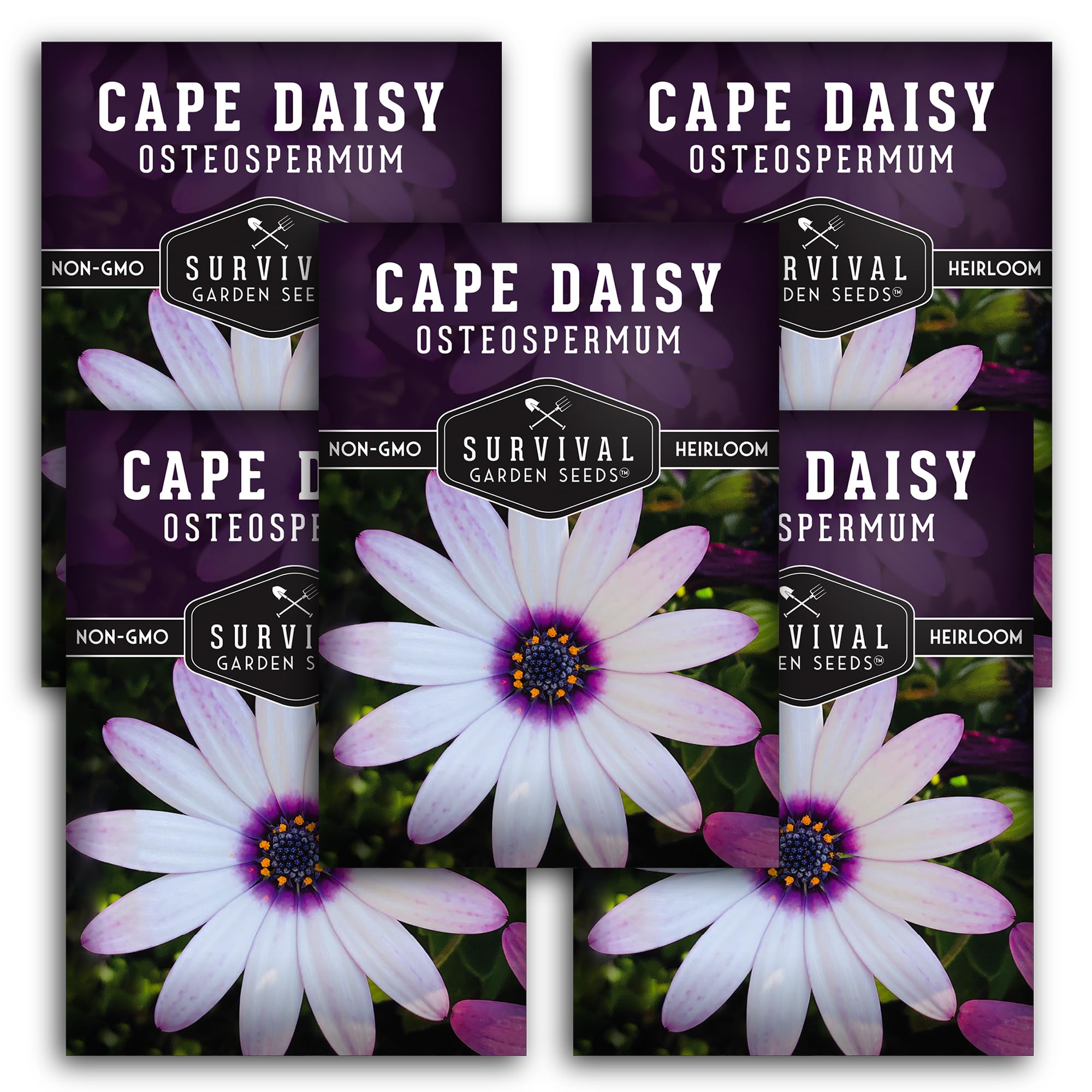 5 Packs Cape Daisy Seed for Planting - Packet with Instructions to Grow Beautiful White & Purple Osteospermum in Your Home Flower Garden - Non-GMO Heirloom Variety - Survival Garden Seeds