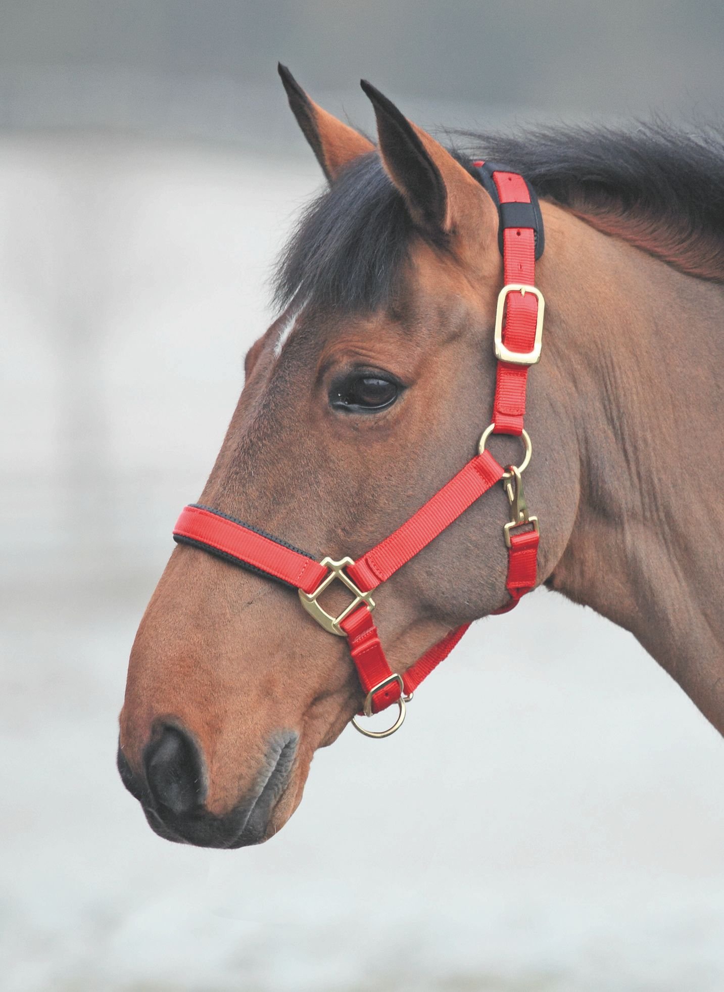 Shires Topaz Leather Breakaway - Cabeza de nailon