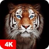 Tiger Wallpapers and Backgrounds apps 4k