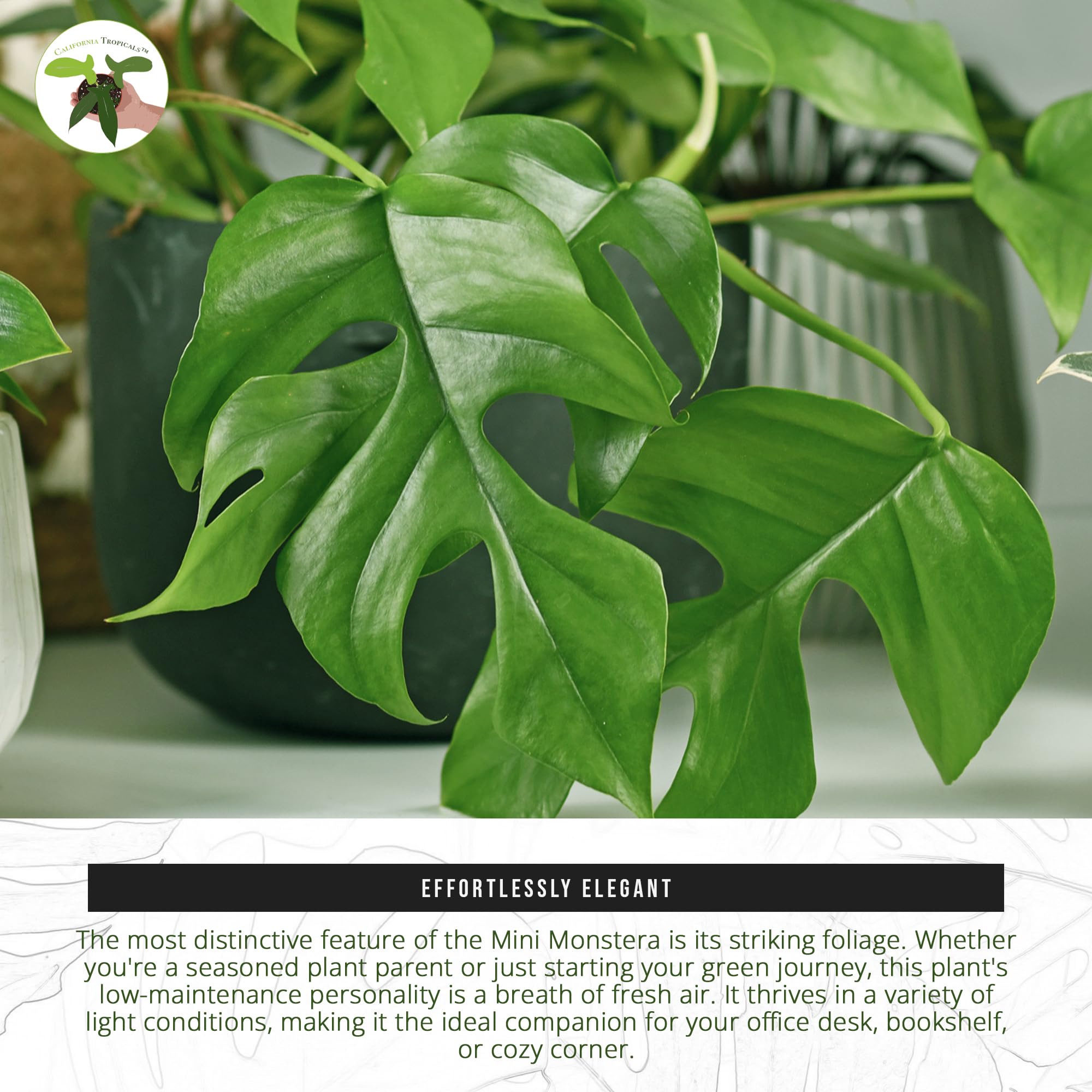 rhaphidophora tetrasperma mini monstera Rhaphidophora tetrasperma --Mini Monstera--