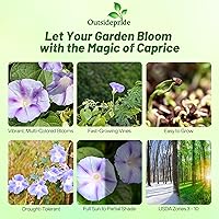 Vista 2 de Outsidepride 250 Semillas Anuales Ipomoea Purpurea Morning Glory Caprice Climbing Vine Flower Seeds para plantar