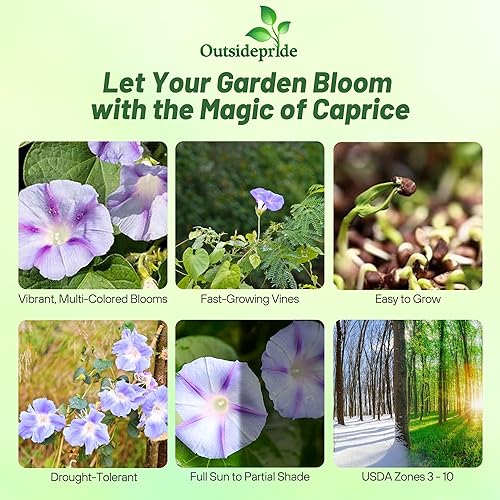 Vista 2 de Outsidepride 500 Semillas Anuales Ipomoea Purpurea Morning Glory Caprice Climbing Vine Flower Seeds para plantar