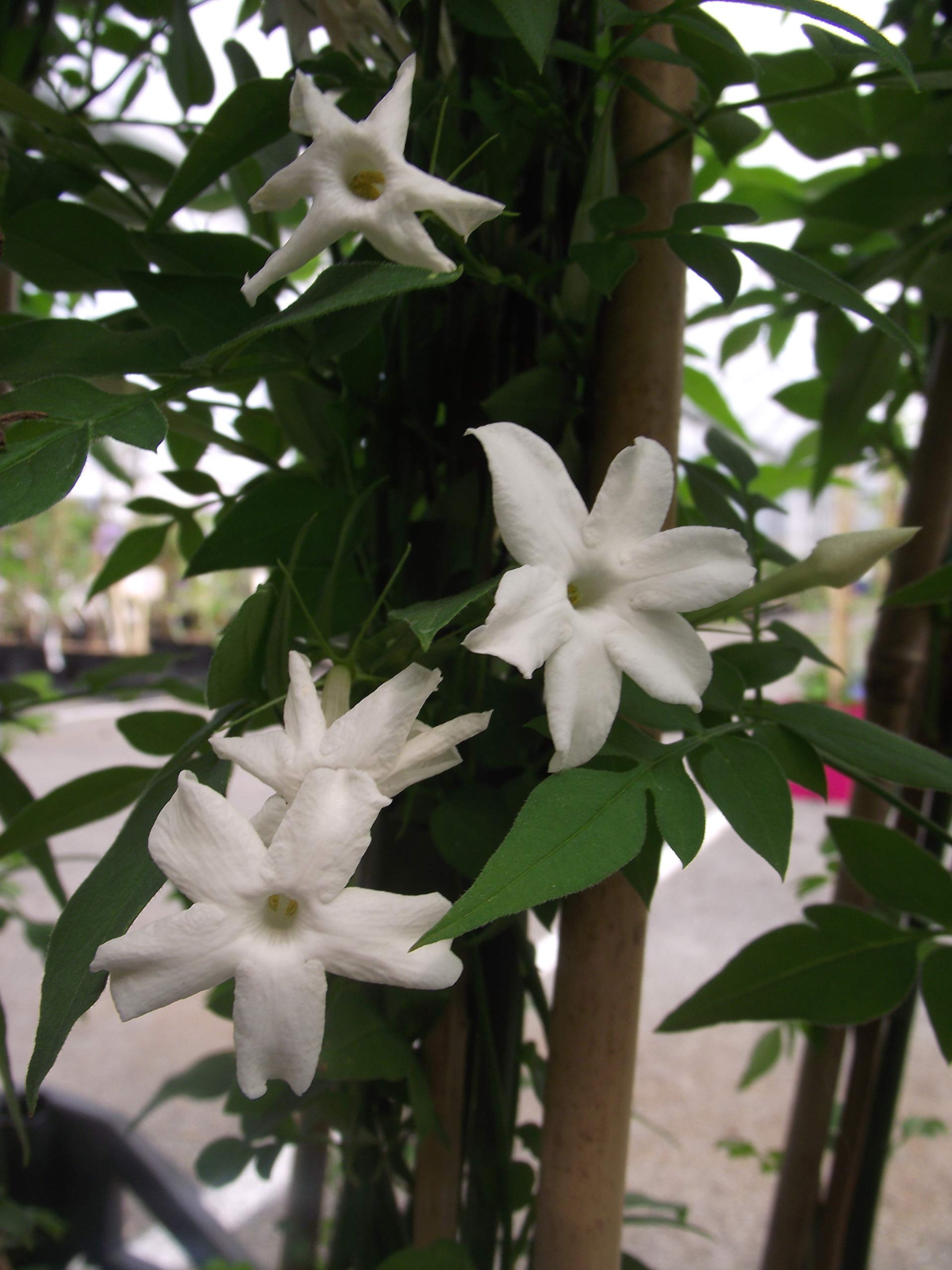 Jasmin Blanc Officinalis C 3 Litres