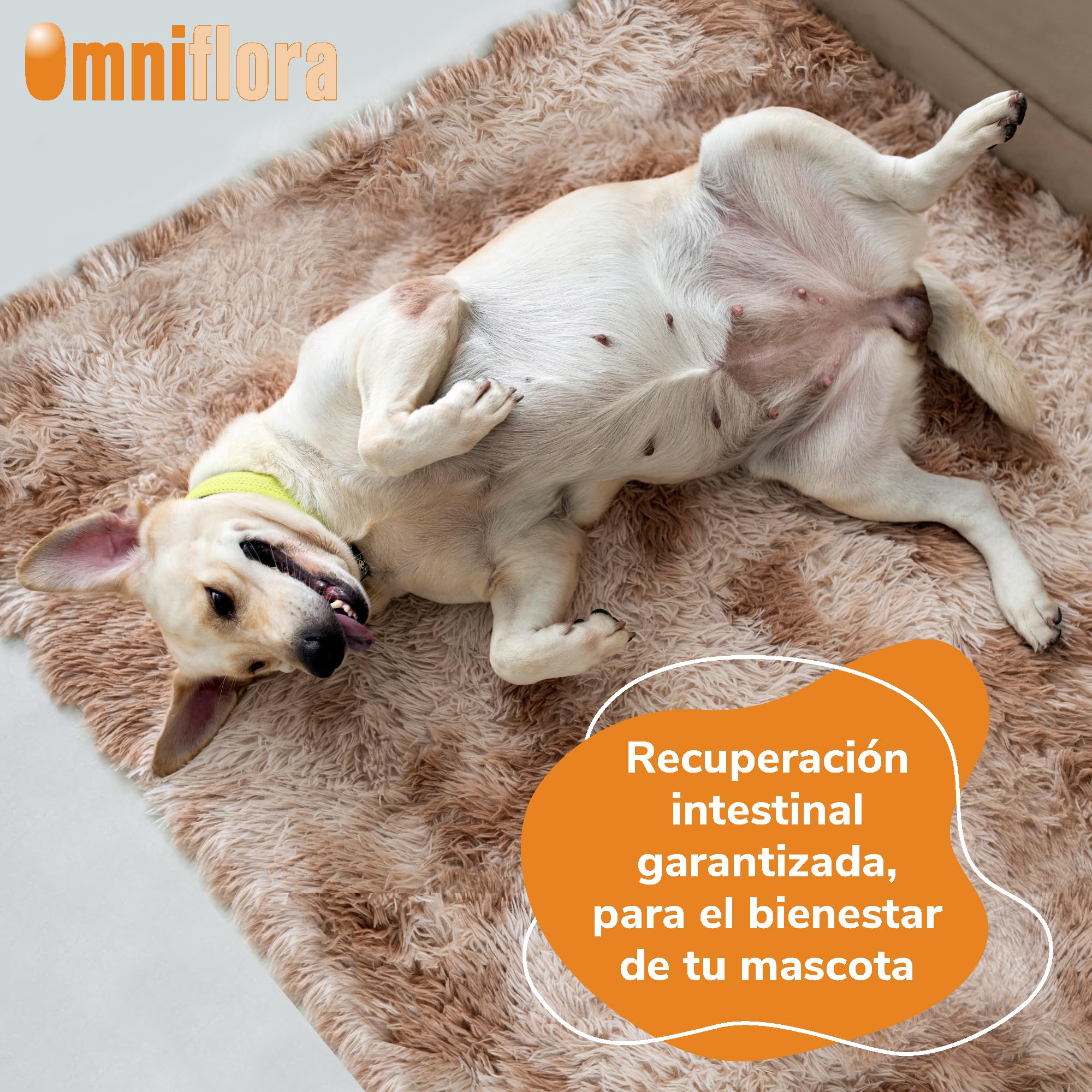 Omniflora Hifarmax - Prebiótico y Probiótico para Perros | Suplemento Digestivo con Probióticos para Perros | Apoyo Gastrointestinal | Complemento Alimenticio para la Flora Intestinal, 120 Comprimidos