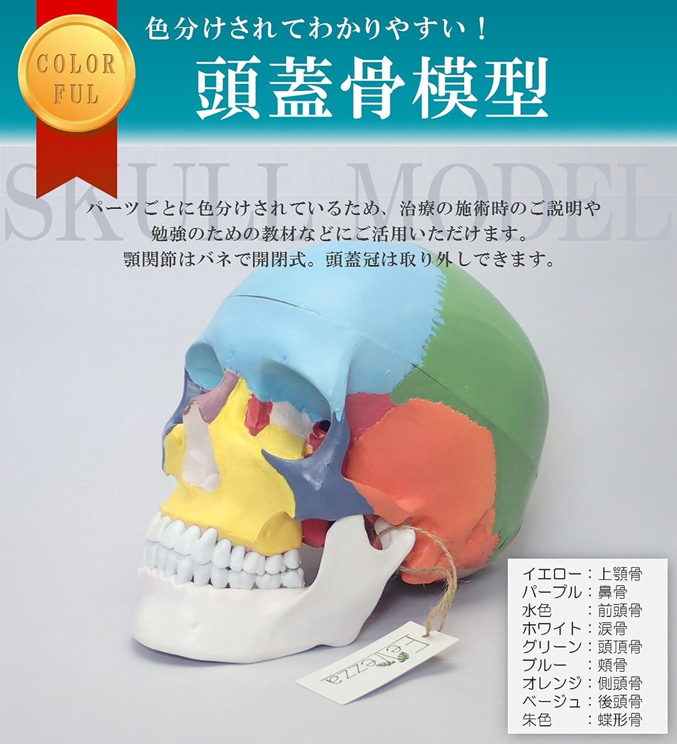 Fellezza] 頭蓋骨模型 可動式頭蓋模型 歯模型 骨格 分解可能 実物大 