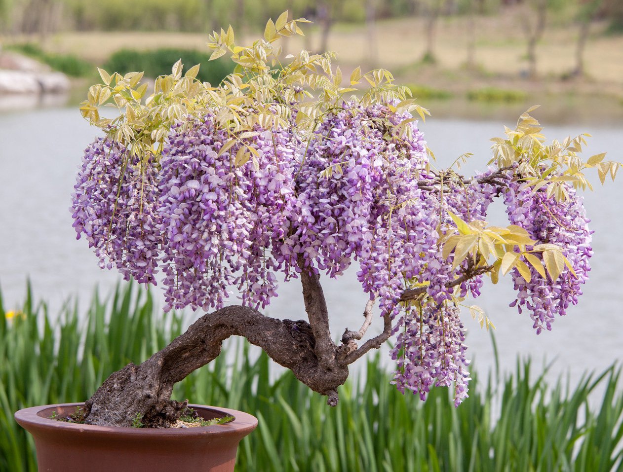 Seedeo Afrikanischer Blauregen (Bolusanthus speciosus) Zimmer-Bonsai 20  Samen : Amazon.de: Garten