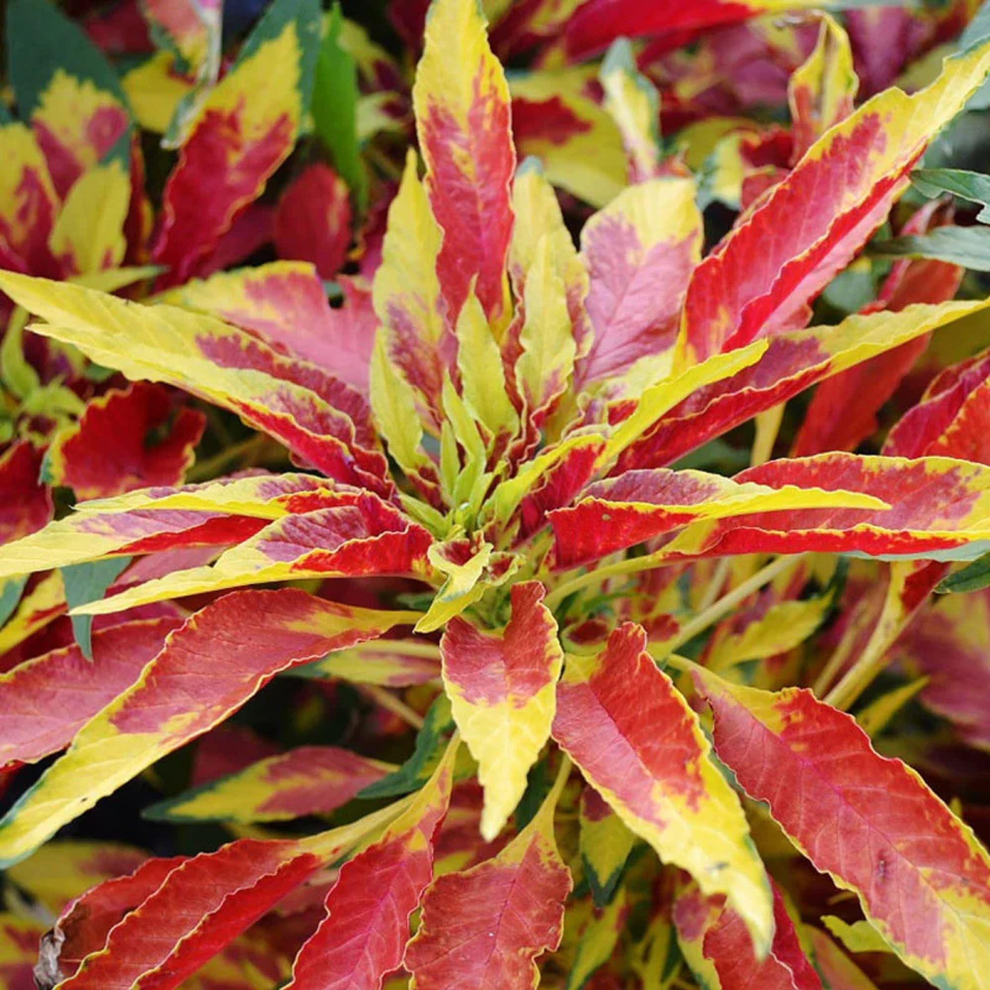 20 Seeds Amaranthus Tricolor,Summer Poinsettias,Edible Amaranth,Joseph's Coat Small Shurb Tropical Colored Annual Flowers Great for Garden
