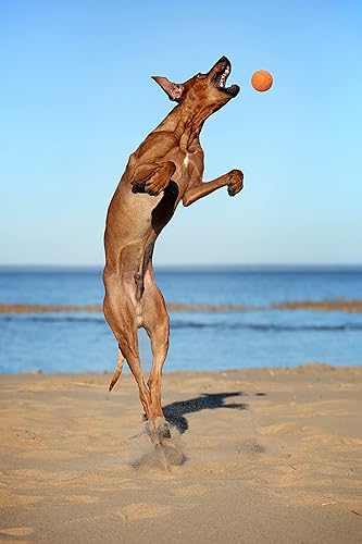 Miniatura 4 de Snug Pelotas de goma para perros pequeños y medianos, tamaño de pelota de tenis, prácticamente indestructibles (paquete de 3, clásico)