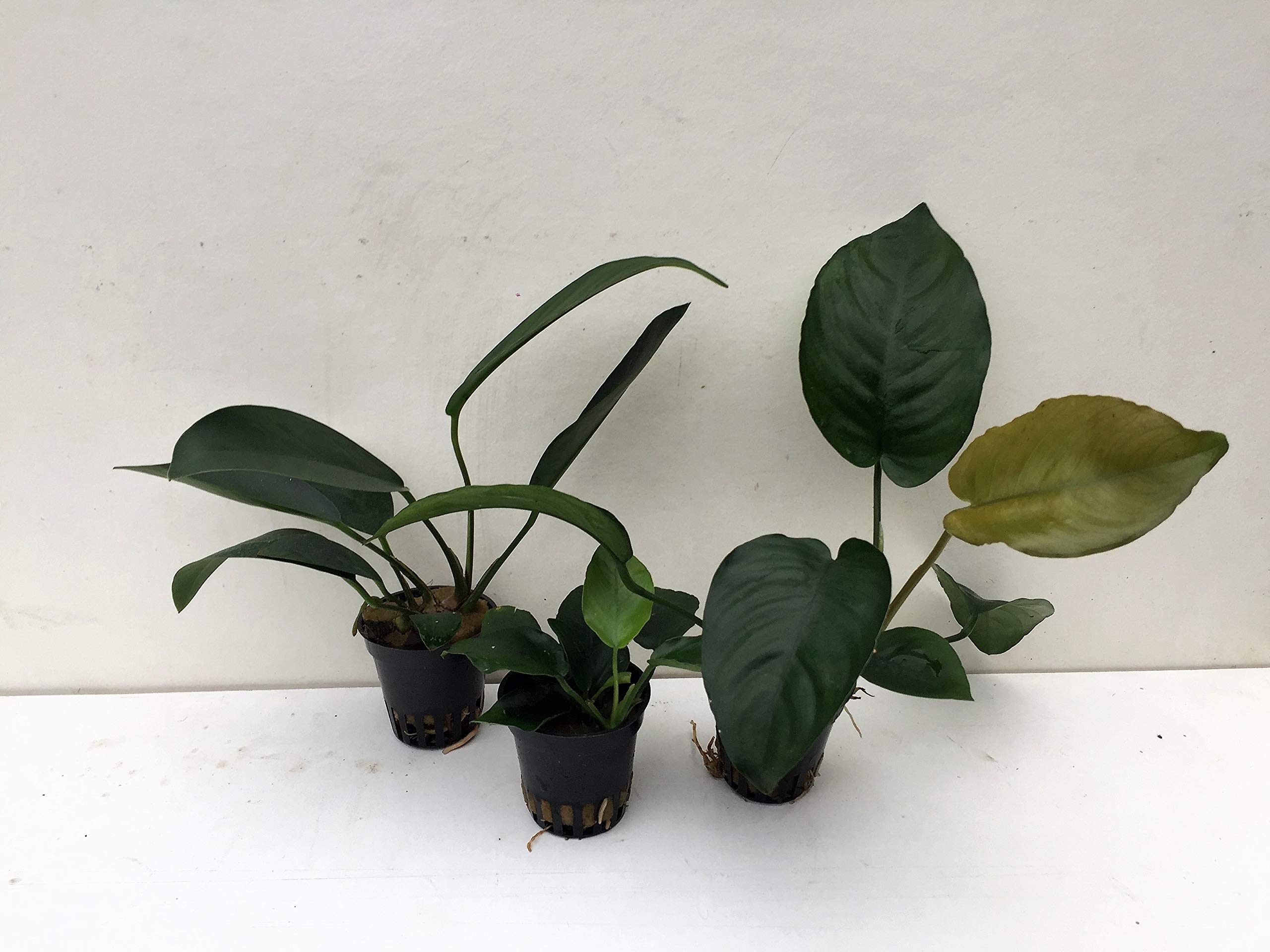 Anubias Mix - 3 macetas para plantas acuáticas