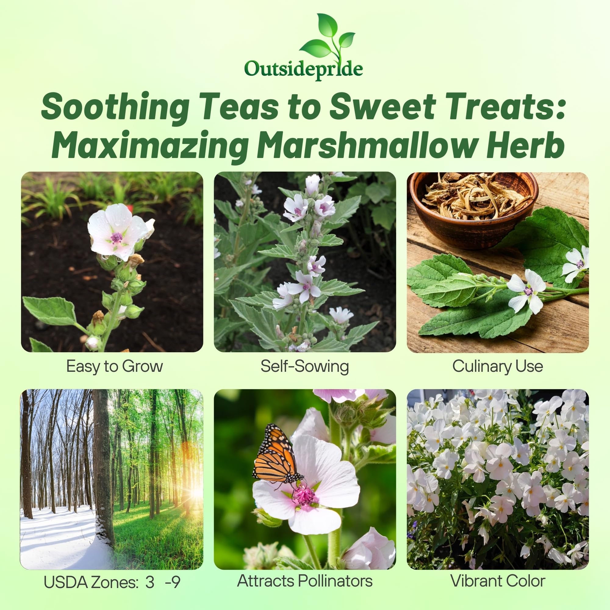 Amazon.com : Outsidepride Marsh Mallow Seeds - 1000 Pcs Perennial Herb  Seeds for Planting White Flowers, Medicinal Herb for Herbal Remedies &  Natural Gardens, Attracts Pollinators : Herb Plants : Patio, Lawn & Garden